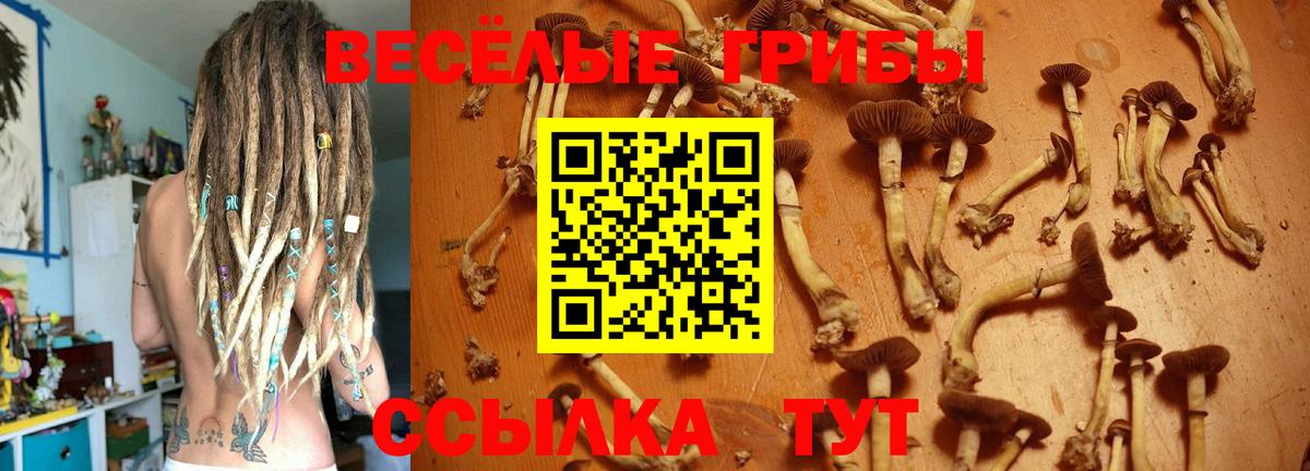 Псилоцибиновые грибы Psilocybe Ангарск